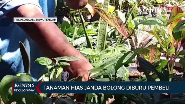 Tanaman Hias Janda Bolong Kian Diminati