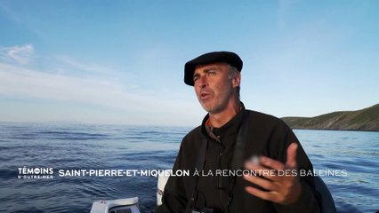Saint-Pierre-et-Miquelon : A la rencontre des baleines