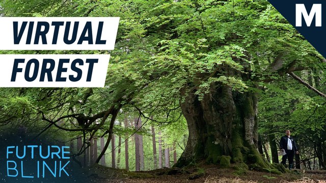 Take a virtual tour through this spooky forest — Future Blink