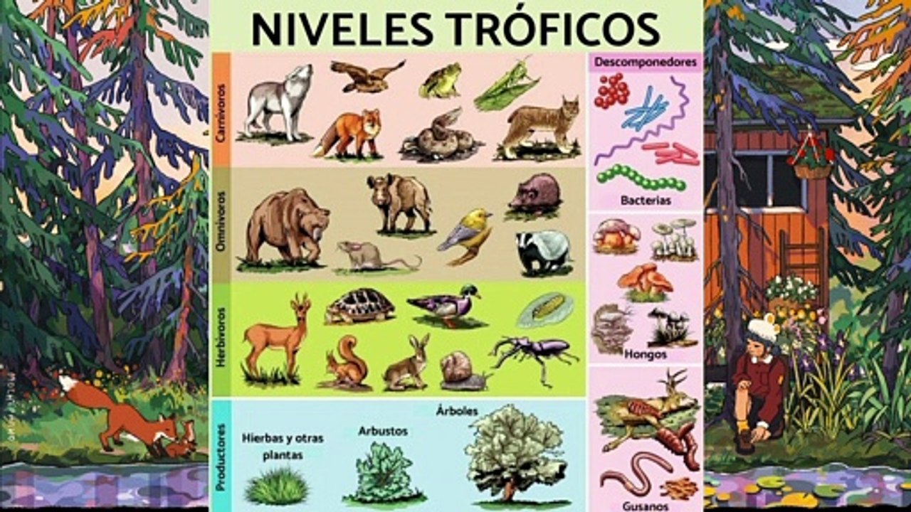 Los Ursidos