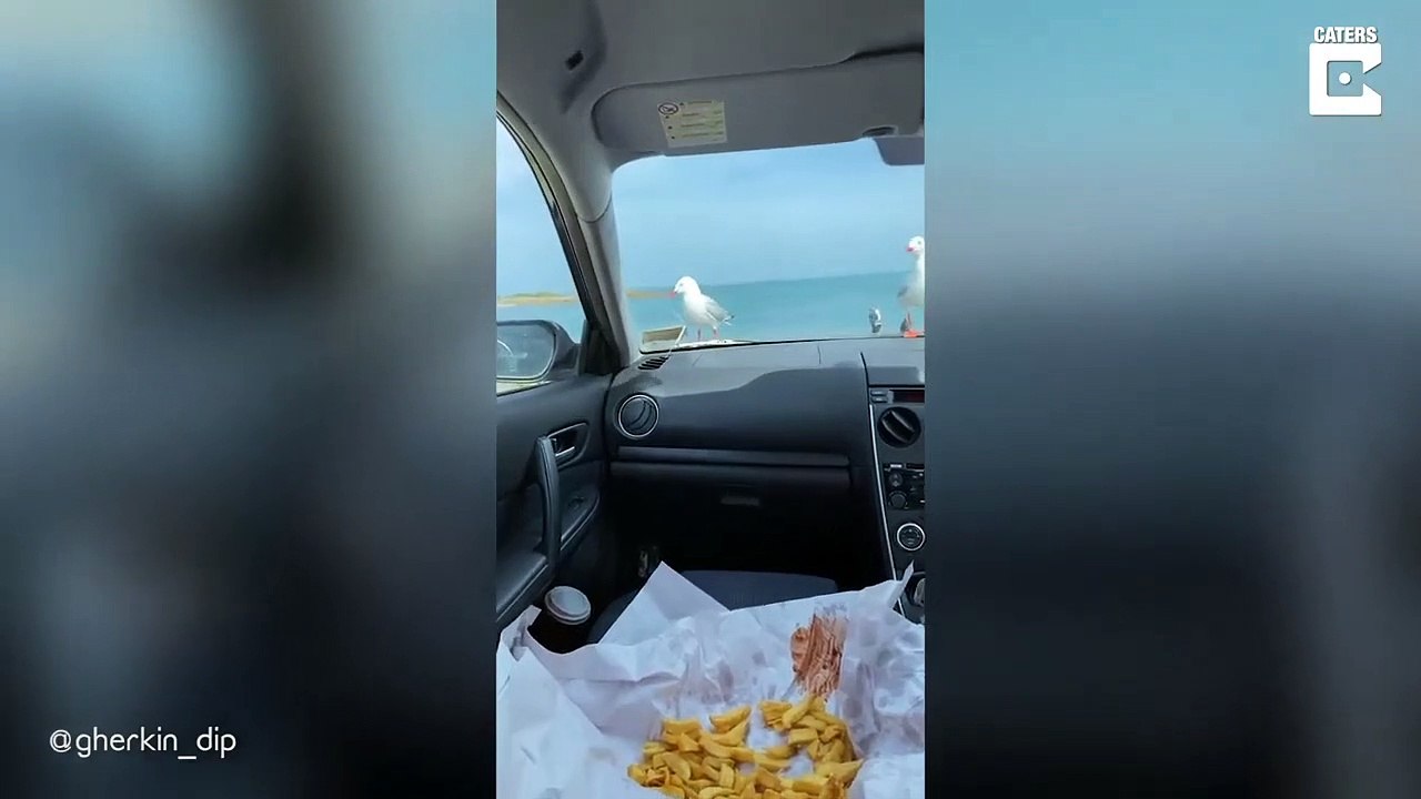 Des mouettes affamées se font arnaquer par un touriste en voiture