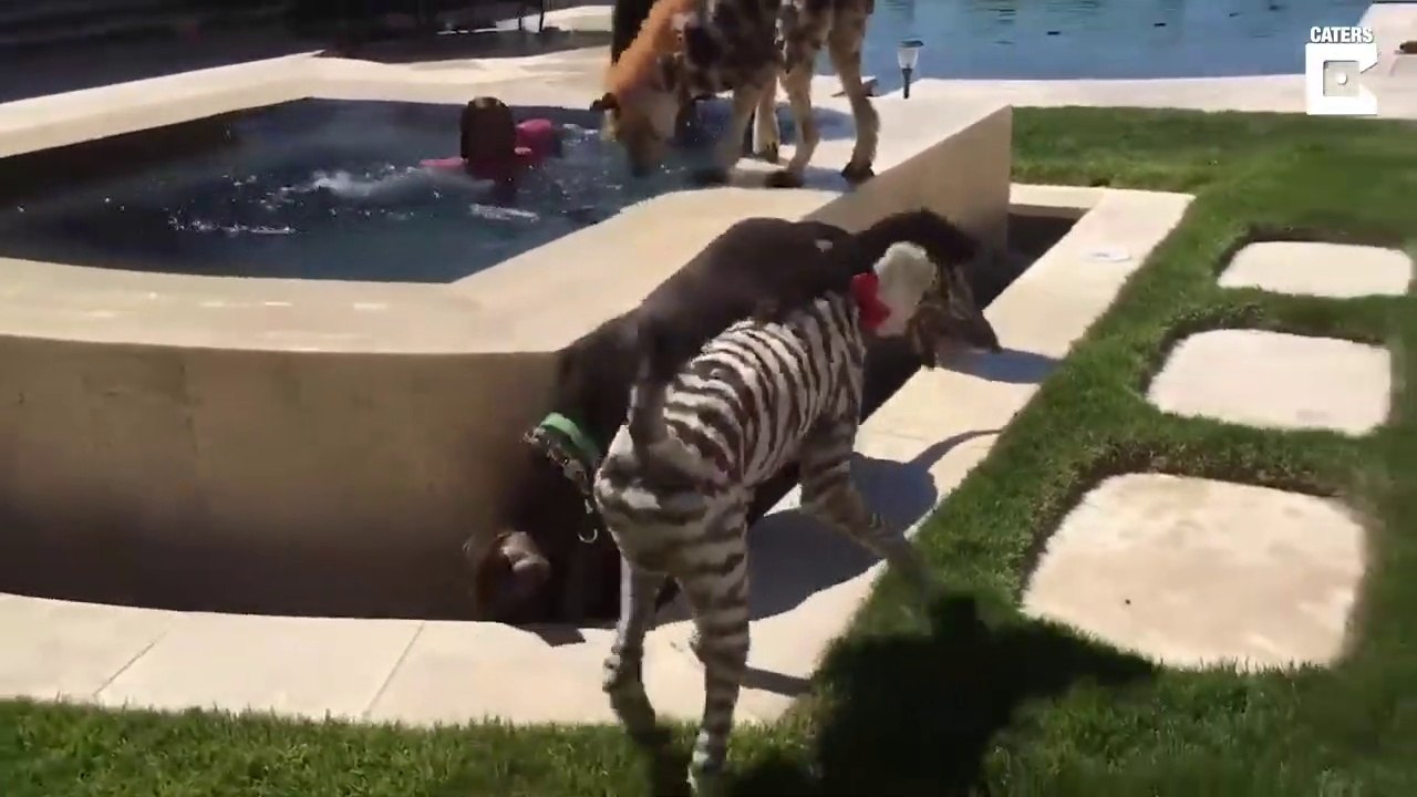 Ce toiletteur canin s'amuse a faire des coupes improbables aux chiens...