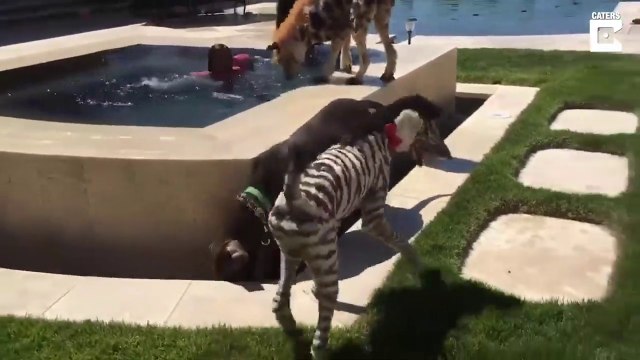 Ce toiletteur canin s'amuse a faire des coupes improbables aux chiens...