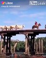 Heure de pointe sur ce petit pont... Millier de vaches