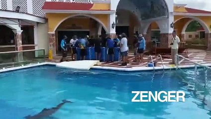 Dolphins sheltered from Hurricane Delta in hotel pool