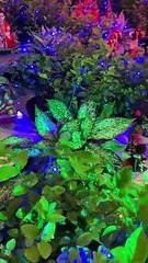 Sri Krishna bhajan bahut sunder