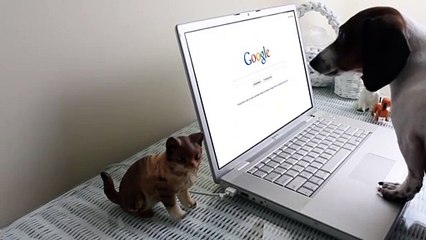 MadBarkers  dog using laptop video
