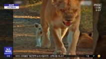 [이슈톡] 야생에서 발견된 '아기 백사자'