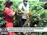 Venezuela avanza en materia productiva con conuqueros indígenas de prácticas ancestrales en Monagas