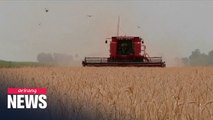 Argentina becomes world's first country to approve genetically modified wheat