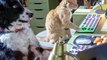 Cats & Dogs 3 Paws Unite! Movie - Spyware