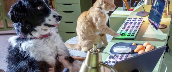 Cats & Dogs 3 Paws Unite! Movie - Spyware