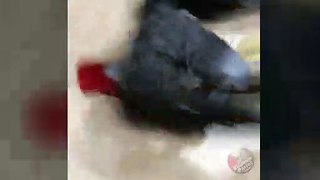 Ferocious parrot battles with a whisk broom