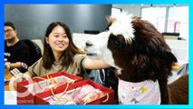 Perusahaan ini ‘pekerjakan’ Llama-Alpaca untuk bawa kebahagiaan pegawai - TomoNews