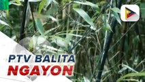 #PTVBalitaNgayon | Bamboo Eco Park ditoy Baguio City, in-inot a madaydayo