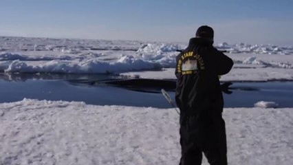 Dramatic raw footage of researchers tagging orcas with cross bows (killer whales) in Antarctica