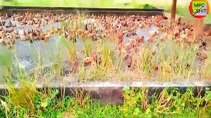 অস্থির হাঁসের খামার। Unstable duck farm