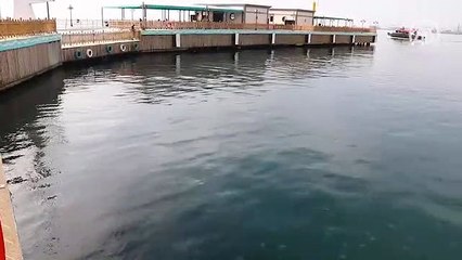 Marmara Denizi'nde denizanası sayısındaki artış dikkat çekiyor
