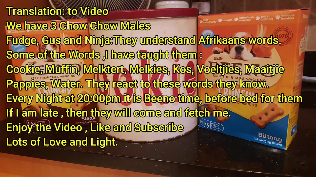 Chow Chow Dog Breed - Chow Pow Boys, Beeno Time