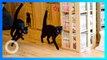 Nekobiyaka, satu-satunya cat cafe untuk kucing hitam di dunia - TomoNews