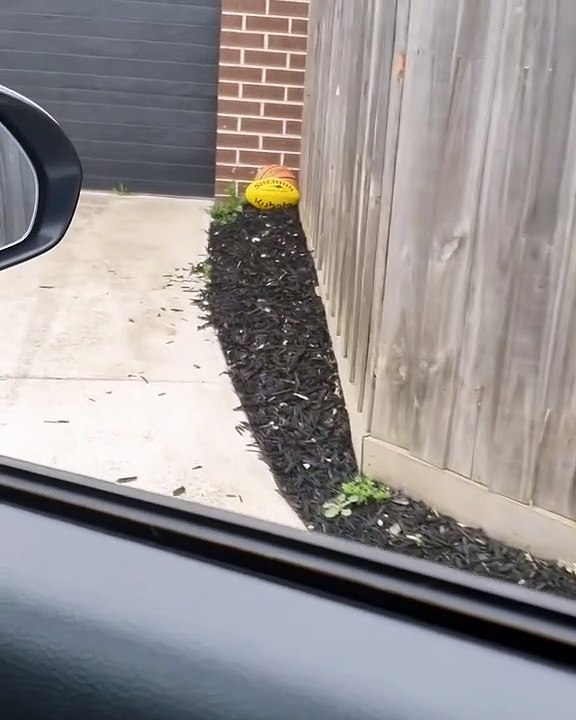 Des chiens curieux regardent par les trous d'une palissade