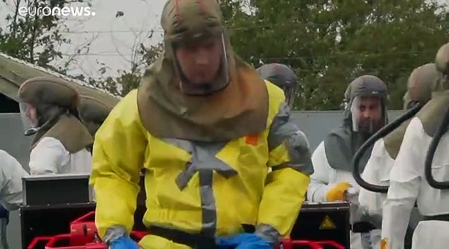 Covid-19 : 2,5 millions de visons exterminés au Danemark