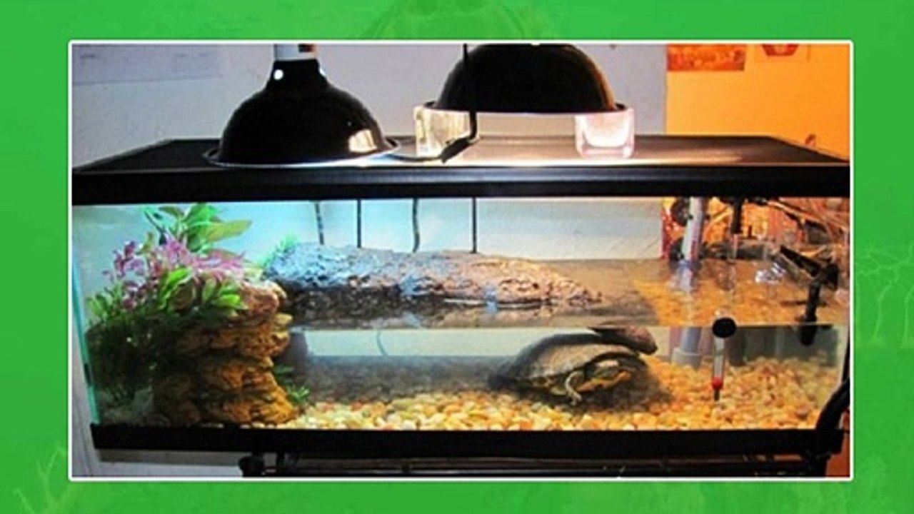 Common Myths About Turtle