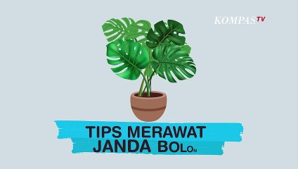 [INFO GRAFIS] Tips Merawat Janda Bolong