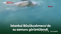 Büyükçekmece Gölü'nde su samuru görüntülendi