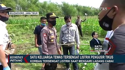 Satu Keluarga Tewas Tersengat Listrik Pengusir Hama Tikus di Kebun Cabai