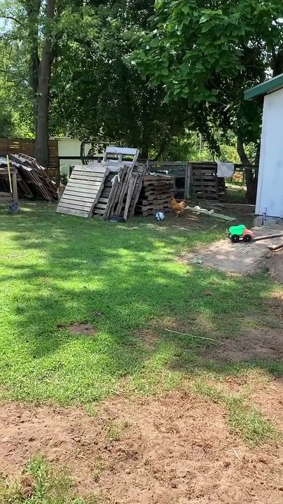 Coq et chien jouent au jeu du chat