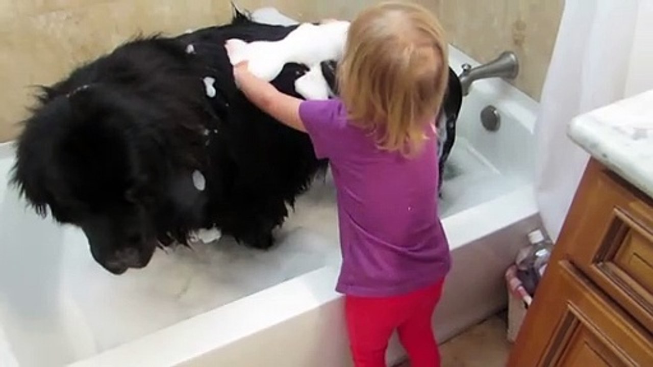 La technique d'une petite fille pour laver un gros chien