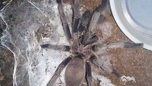 Chilobrachys sp. Kaeng krachan