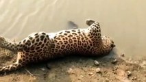 क्वारी नदी में मिला मृत तेंदुआ, इलाके में मचा हड़कंप