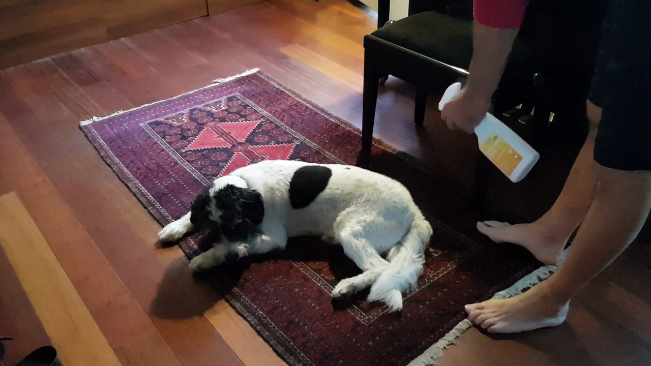 Tierhygiene-Reiniger