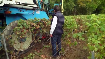 Στα κελάρια η σαμπάνια λόγω κορωνοϊού