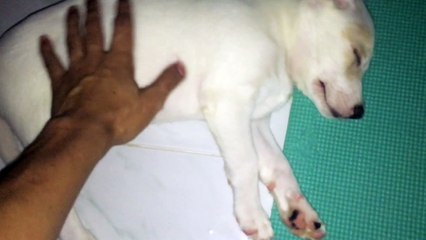 Sleepy Puppy Only Wakes Up for Food