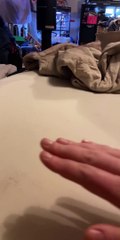 Fist Bump with a Fun Bird