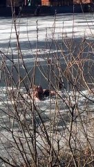 Rescuing a Dog from Cold Russian Water