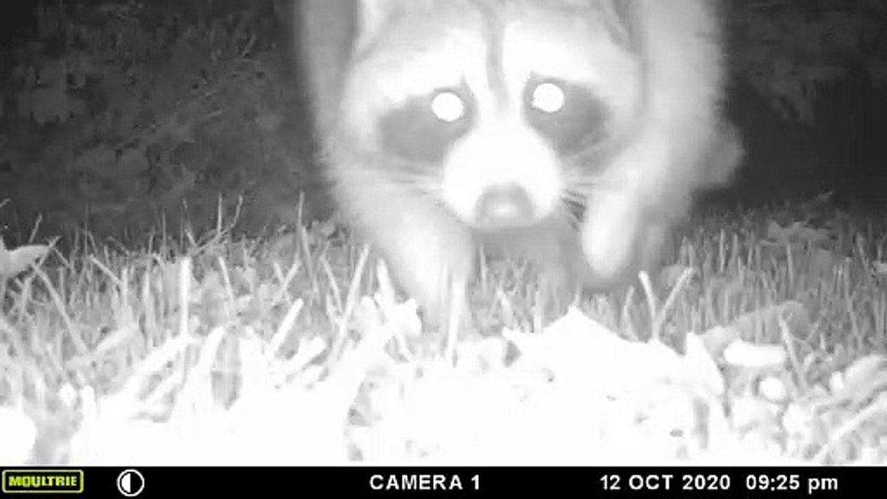 raccoon sniffing the camera MFDC0375