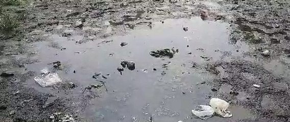 सफाई न होने से पनप रहा मलेरिया-डेंगू का खतरनाक लार्वा