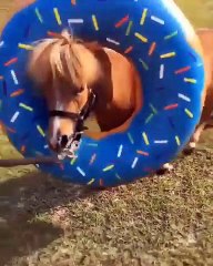 Cute And funny horse Videos Compilation cute moment and Soo Cute! #5