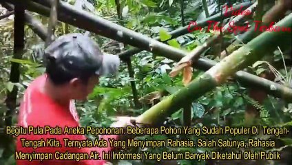 Lubangi Pohon Bambu Lalu Taruh Plastik Dibawahnya,, Lihat Yang Muncul Selanjutnya.. Obat Herbal