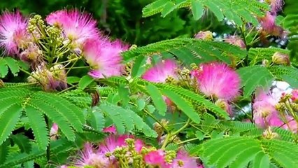 Ternyata Tanaman Putri Malu Punya Segudang Manfaat Bagi Kesehatan Tubuh Kita..