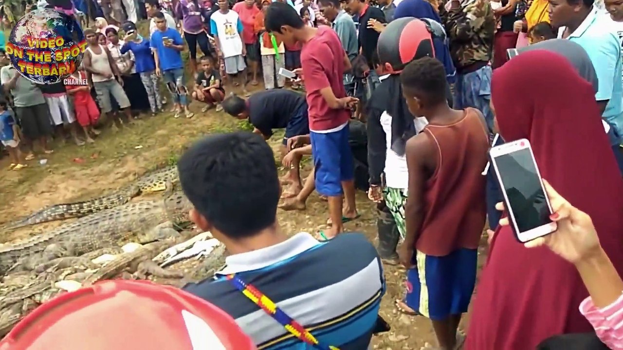 Warga Sorong Menghabisi 292 Buaya di penangkaran, Hal ini Penyebabnya..._1080p