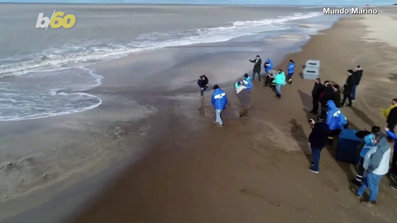 Watch This Rescued Elephant Seal & These Cute S...