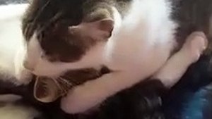 Cats licking and cleaning each other