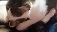 Cats licking and cleaning each other
