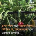 A Couple Grows Dragon Fruits In Siliguri