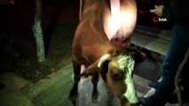 Siirt’te kanalizasyon çukuruna düşen inek kurtarıldı